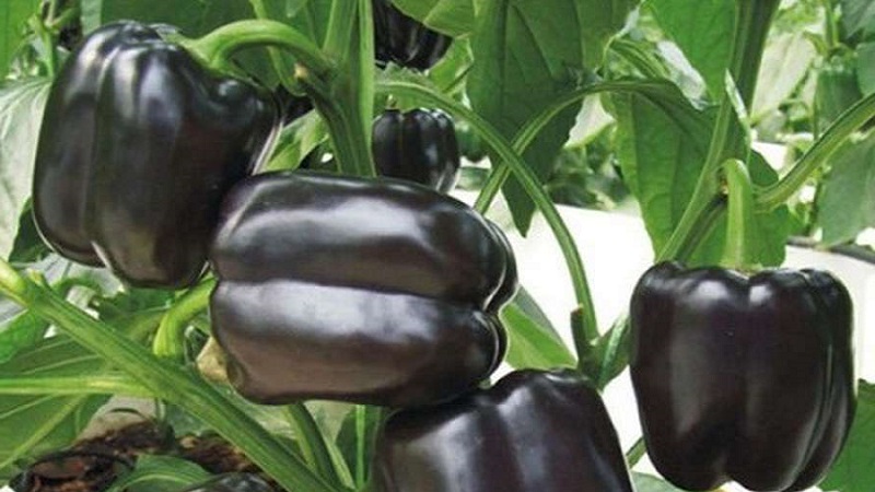 Les meilleurs poivrons doux pour les serres de la région de Moscou