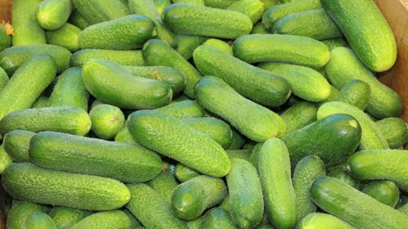 Concombres délicieux et faciles à cultiver Lukhovitsky
