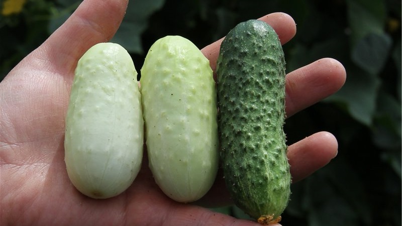 Le favori de nombreux résidents d'été est la variété de concombre White Angel avec une apparence inhabituelle et un goût agréable