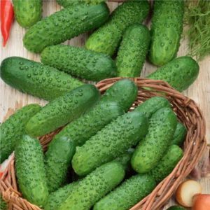 Comment faire pousser correctement les concombres Marinda F1 sur votre parcelle et obtenir une récolte riche