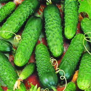 Hybride hybride précoce de concombres de merengue, résistant aux maladies et aux conditions météorologiques