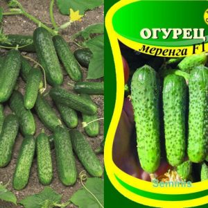 Hybride hybride précoce de concombres de merengue, résistant aux maladies et aux conditions météorologiques