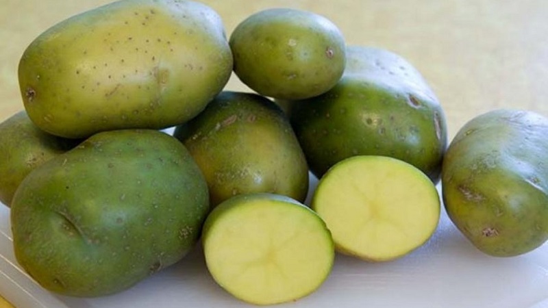 Est-il possible de manger des pommes de terre vertes, est-ce dangereux pour le corps humain et pourquoi