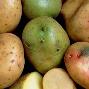 Est-il possible de manger des pommes de terre vertes, est-ce dangereux pour le corps humain et pourquoi