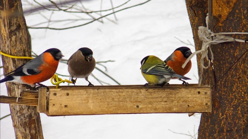 Est-il possible de nourrir les oiseaux avec du riz et d'autres céréales