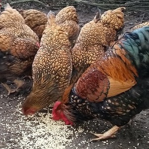 Est-il possible de nourrir les oiseaux avec du riz et d'autres céréales