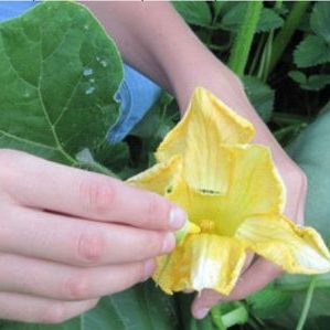 Au lieu d'ovaires sur une citrouille, une fleur stérile - que faire et comment y faire face: nous identifions les causes du problème et les résolvons
