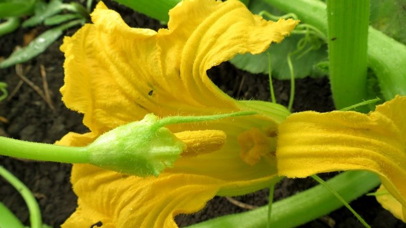 Au lieu d'ovaires sur une citrouille, une fleur stérile - que faire et comment y faire face: nous identifions les causes du problème et les résolvons