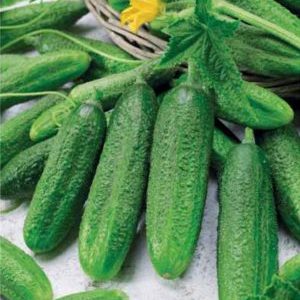 Concombre hybride Ginga F1 d'éleveurs allemands