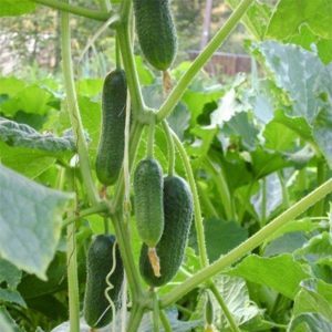 Concombre hybride Ginga F1 d'éleveurs allemands