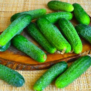 Concombre hybride Ginga F1 d'éleveurs allemands