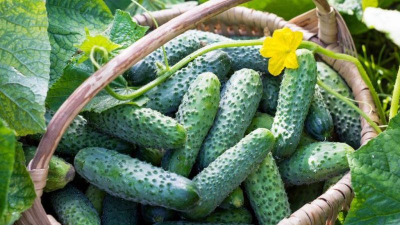 Concombre Lilliput f1 sans prétention, qui ne nécessite pas de pollinisation et donne une récolte riche