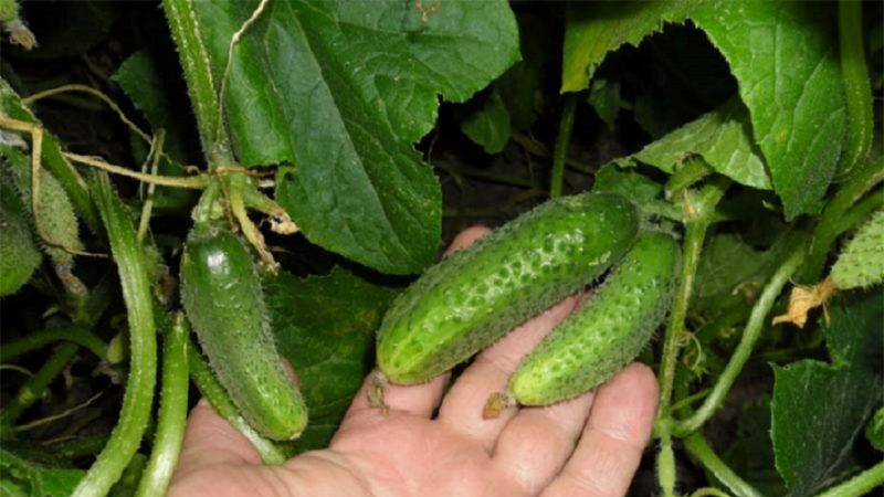 Concombre Lilliput f1 sans prétention, qui ne nécessite pas de pollinisation et donne une récolte riche