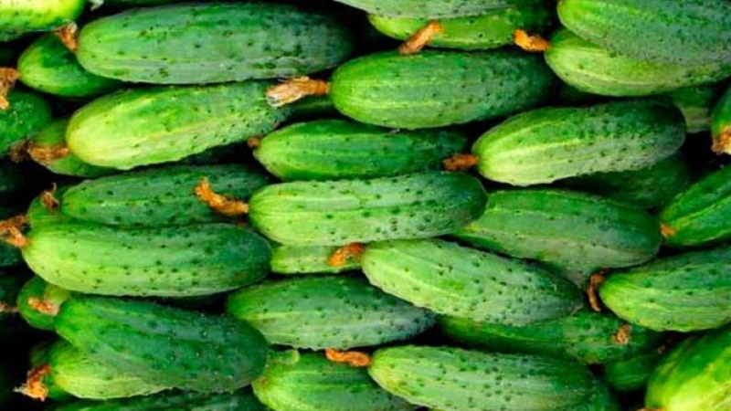 Garçon de concombre avec un doigt pour les serres, les champs ouverts et la culture à domicile