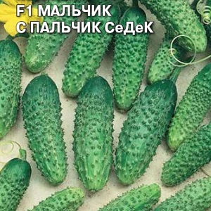 Garçon de concombre avec un doigt pour les serres, les champs ouverts et la culture à domicile