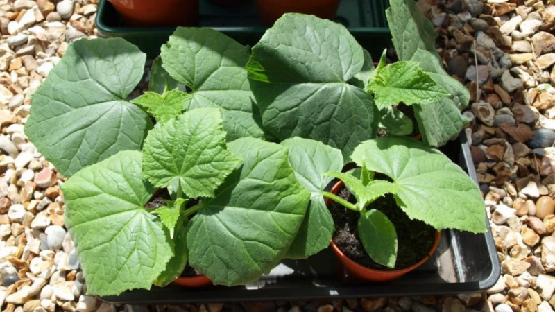 Examen de la variété de concombre mamelouk pour les salades et les délicieuses préparations pour l'hiver