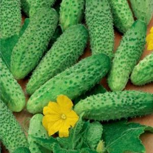 Conseils pour cultiver des concombres Masha F1: comment obtenir une bonne récolte en hiver