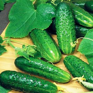 Conseils pour cultiver des concombres Masha F1: comment obtenir une bonne récolte en hiver