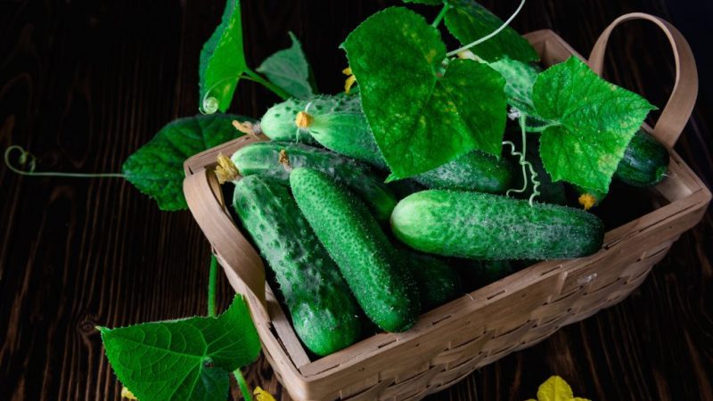 Qu'est-ce qui est bon et comment faire pousser correctement des concombres de rouget pour de délicieuses préparations pour l'hiver