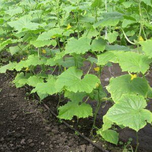 Qu'est-ce qui est bon et comment faire pousser correctement des concombres de rouget pour de délicieuses préparations pour l'hiver