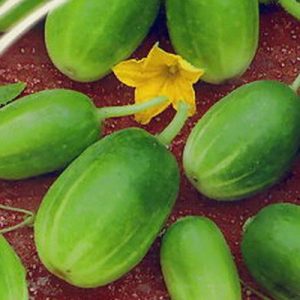 Concombres ronds inhabituels Chupa Probe pour salades et préparations hivernales