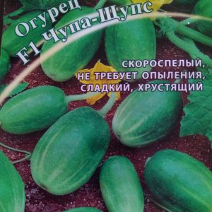 Concombres ronds inhabituels Chupa Probe pour salades et préparations hivernales