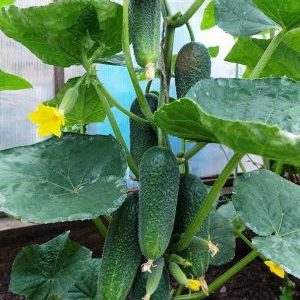 Une variété productive et facile d'entretien de concombres Doigts avec d'excellents fruits savoureux