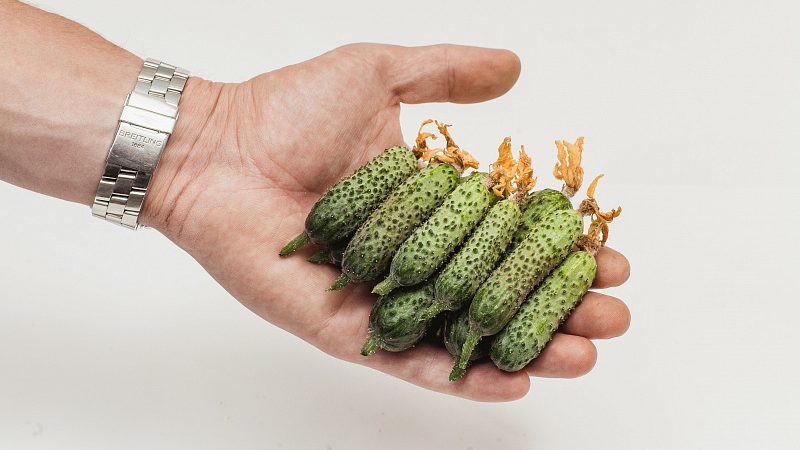 Concombre précoce facile d'entretien pour les salades et la conservation