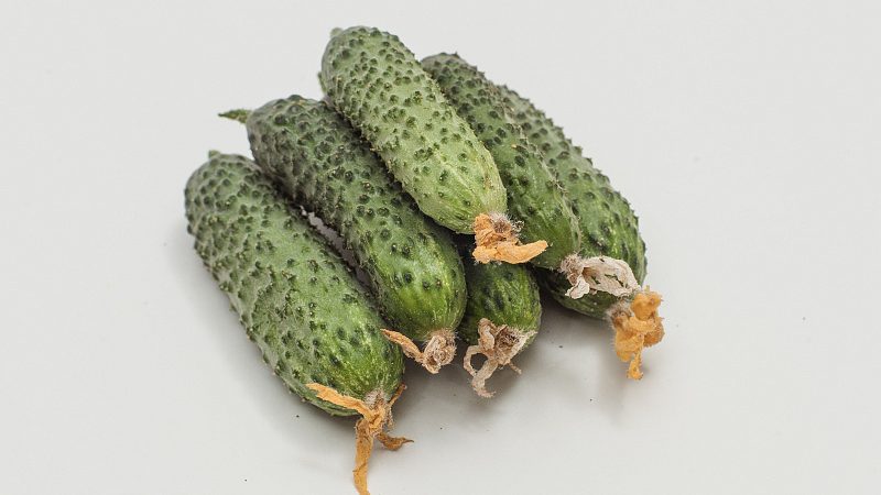 Concombre précoce facile d'entretien pour les salades et la conservation