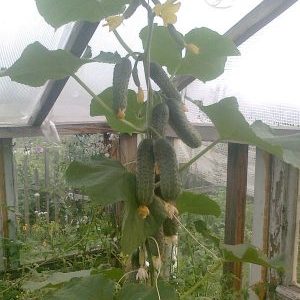 Concombre précoce facile d'entretien pour les salades et la conservation