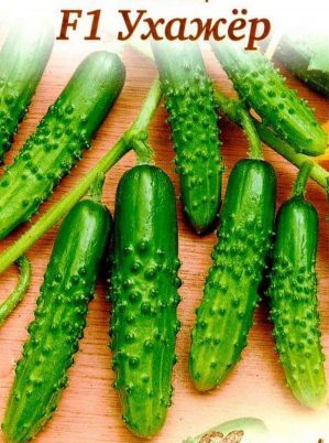 Toilettage hybride de concombre adapté aux conditions difficiles