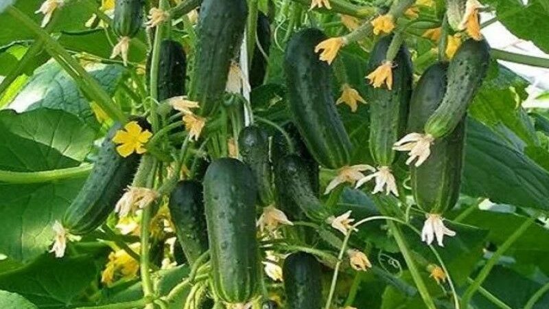 Un merveilleux hybride avec un nom révélateur - des concombres que tout le monde envie