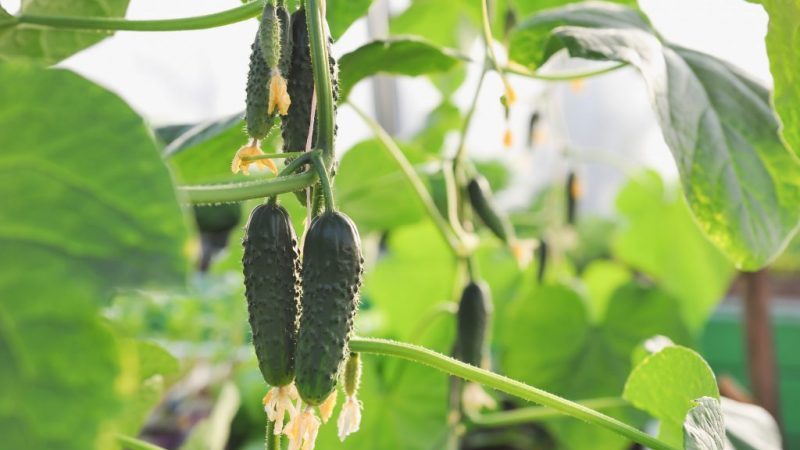 Un merveilleux hybride avec un nom révélateur - des concombres que tout le monde envie