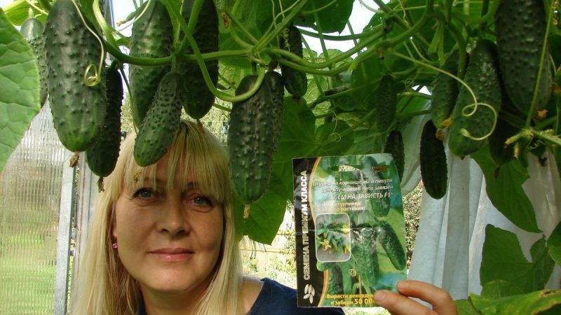Un merveilleux hybride avec un nom révélateur - des concombres que tout le monde envie
