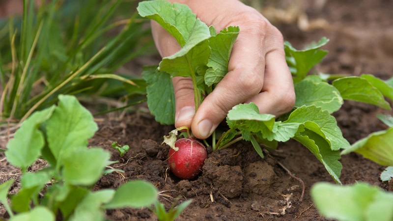 Caractéristiques de la plantation de radis en juillet