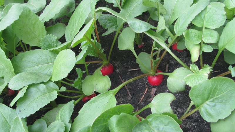 Caractéristiques de la plantation de radis en juillet