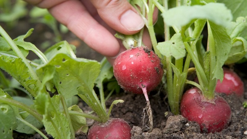 Caractéristiques de la plantation de radis en juillet