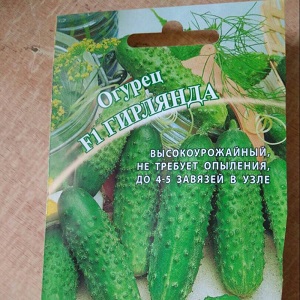 Hybride domestique de concombres Garland, qui vous ravira avec une récolte riche