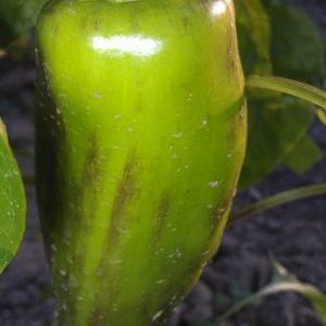 Que faire si les fruits des poivrons deviennent noirs: identifier la cause et la combattre efficacement