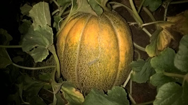 Pourquoi le melon a-t-il un goût amer et pouvez-vous le manger