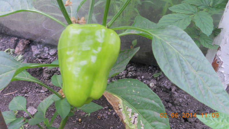 Pourquoi le poivre ne devient pas rouge dans la serre: découvrez la raison et accélérez la maturation