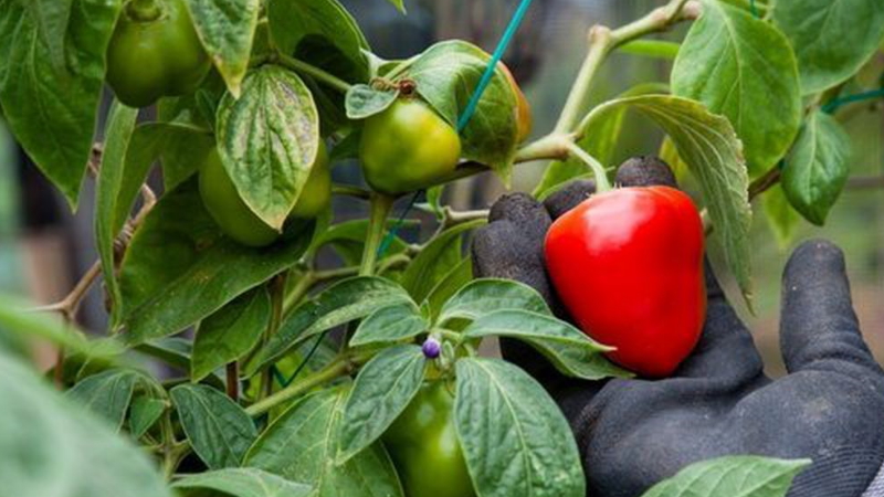 Pourquoi le poivre ne devient pas rouge dans la serre: découvrez la raison et accélérez la maturation
