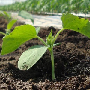 Pourquoi les concombres sont-ils vides à l'intérieur et comment éviter ce problème