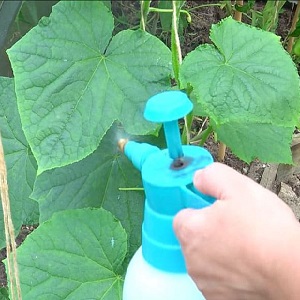 Pourquoi les concombres sont-ils vides à l'intérieur et comment éviter ce problème