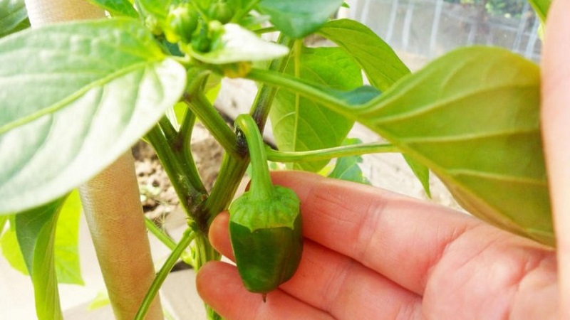 Pourquoi les ovaires des poivrons tombent-ils dans une serre et que faire pour sauver votre récolte