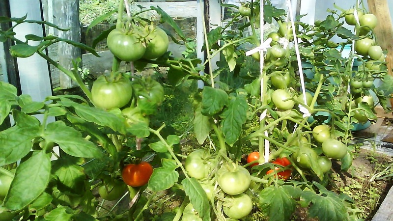 Pourquoi les tomates vertes tombent dans la serre: nous déterminons rapidement la cause et la combattons efficacement