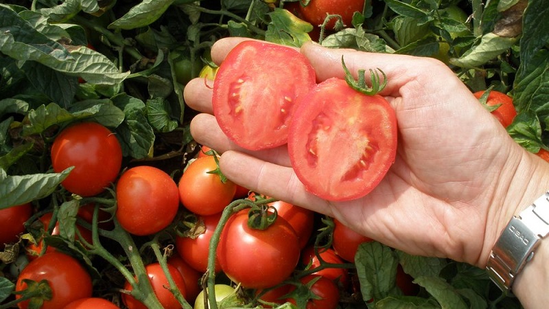 Pourquoi les tomates vertes tombent dans la serre: nous déterminons rapidement la cause et la combattons efficacement
