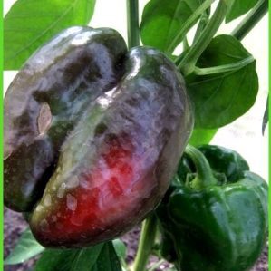 Pourquoi le poivre pourrit-il sur un buisson: identifier la cause du problème et économiser efficacement notre récolte