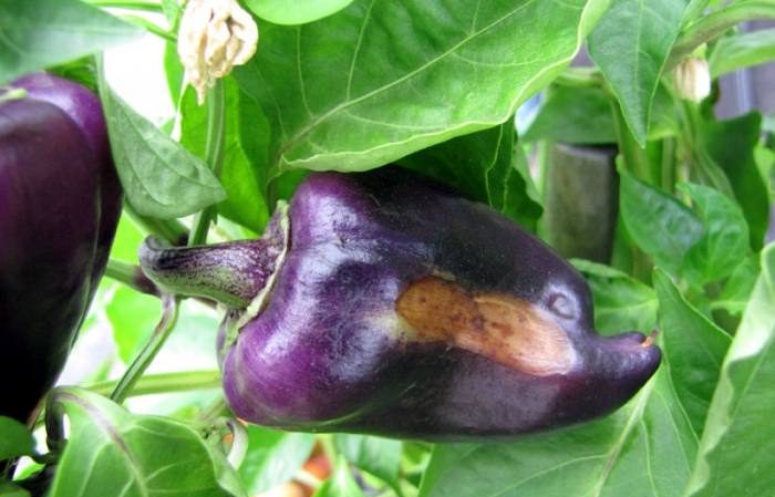 Pourquoi le poivre pourrit-il sur un buisson: identifier la cause du problème et économiser efficacement notre récolte