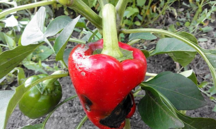 Pourquoi le poivre pourrit-il sur un buisson: identifier la cause du problème et économiser efficacement notre récolte